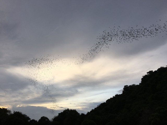 Khao Yai sunset bats