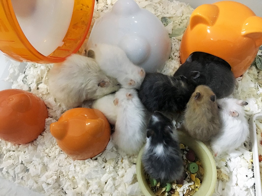 syrian hamster breeding