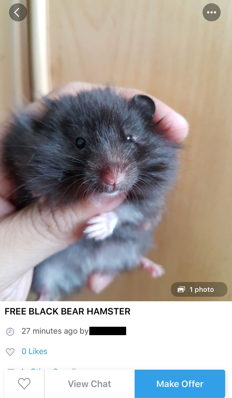 syrian hamster