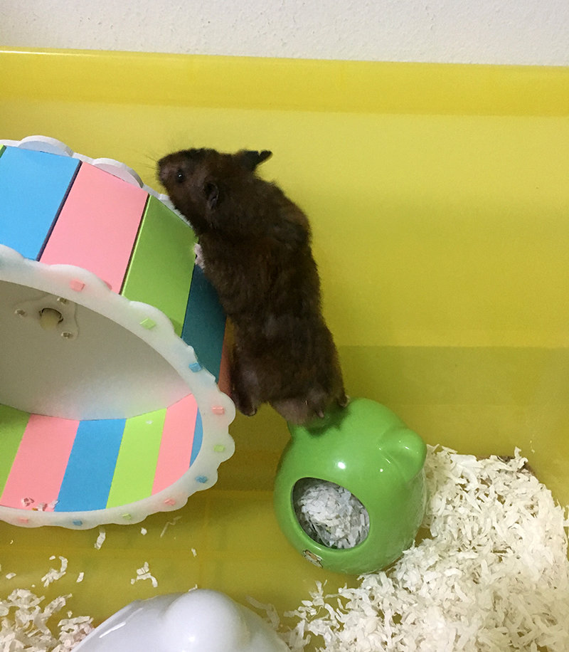 black syrian hamster