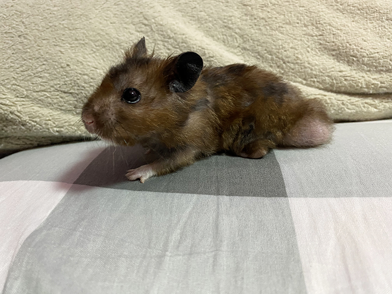 cute syrian hamster