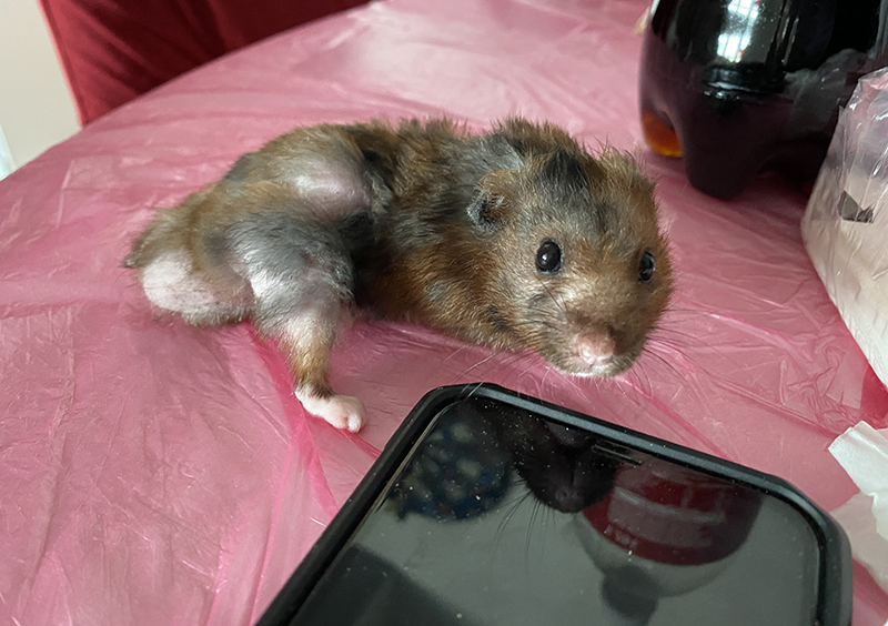 male syrian hamster