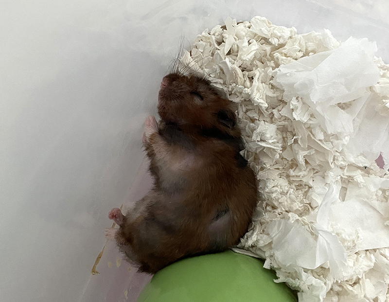sleeping hamster
