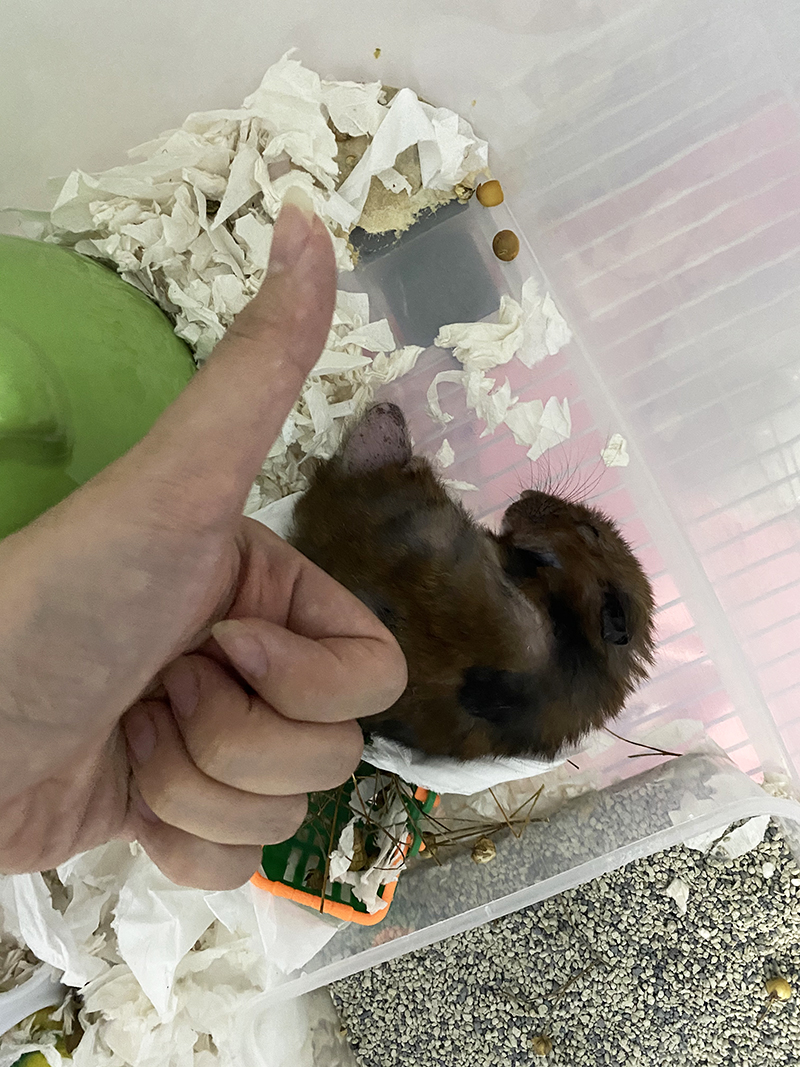 hamster sleeping