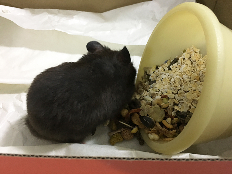 black syrian hamster