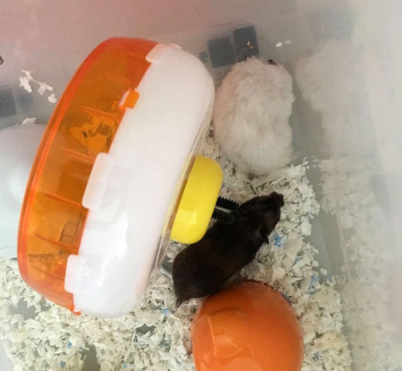 syrian hamsters breeding