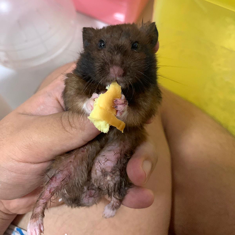 injured Syrian hamster